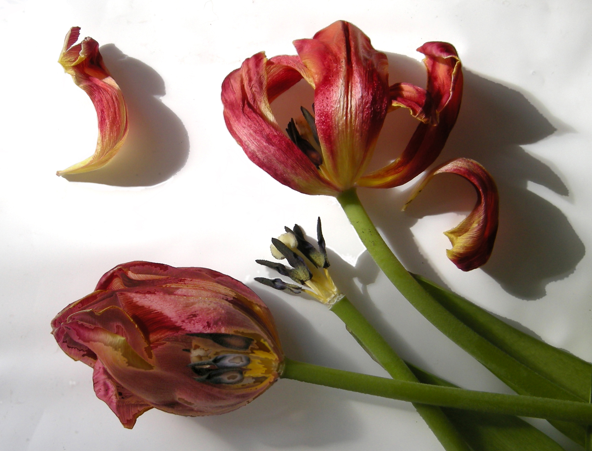 TULIPS 4.jpg